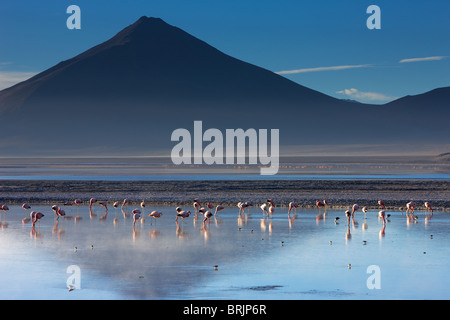 Fenicotteri a Laguna Colorada all'alba, Eduardo Avaroa fauna Andina riserva nazionale, Bolivia Foto Stock