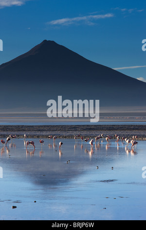Fenicotteri a Laguna Colorada all'alba, Eduardo Avaroa fauna Andina riserva nazionale, Bolivia Foto Stock