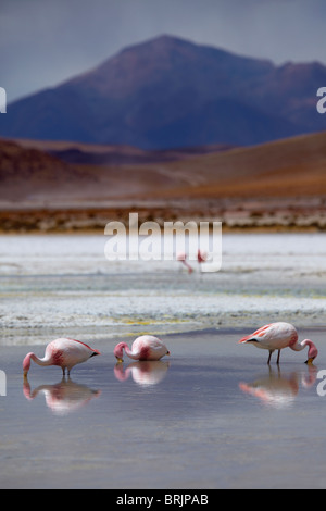 James fenicotteri rosa su una laguna nella remota regione del high desert, altiplano e vulcani vicino Tapaquilcha, Bolivia Foto Stock