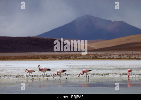 James fenicotteri rosa su una laguna nella remota regione del high desert, altiplano e vulcani vicino Tapaquilcha, Bolivia Foto Stock