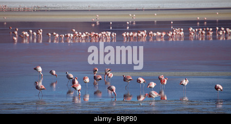 James fenicotteri rosa su una laguna nella remota regione del high desert, altiplano e vulcani vicino Tapaquilcha, Bolivia Foto Stock