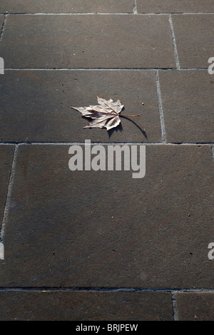 Lonely Autumn Leaf sul marciapiede, Oxford Foto Stock