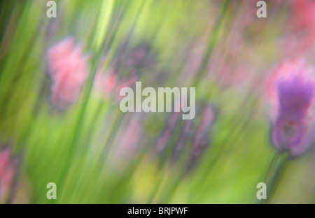 Impressionistica close up flowerheads di lavanda o Lavandula con blu o rosa fiori viola a causa della luce pezzata Foto Stock