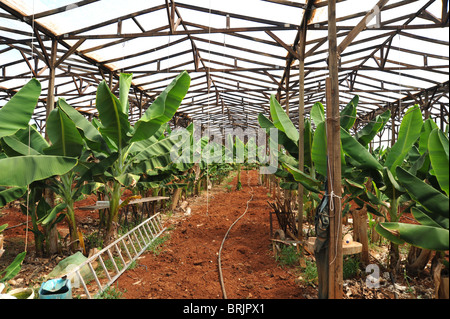 Banane alberi che crescono all'interno di una serra a Malia, Creta, Grecia Foto Stock