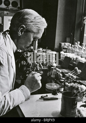SIR Alexander Fleming (1881-1955) biologo scozzese/farmacologo nel suo laboratorio presso l'ospedale St Mary, Paddington, Londra Foto Stock