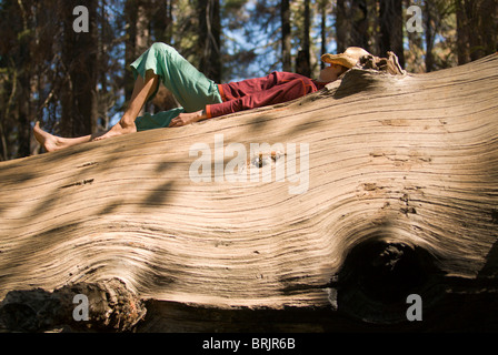 Un giovane yoman pan su un gigantesco albero abbattuto. Foto Stock
