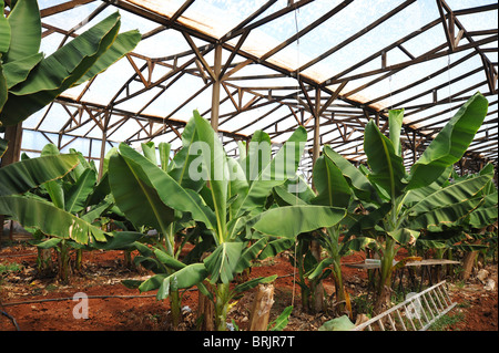 Banane alberi che crescono all'interno di una serra a Malia, Creta, Grecia Foto Stock