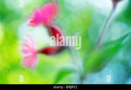 Impressionistica close up retroilluminato con fiori di colore rosa di Red campion o Silene dioica con oro e verde fogliame dietro Foto Stock