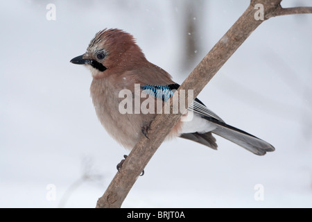 (Eurasian) Jay (Garrulus glandaruis) in inverno appollaiato su un ramo Foto Stock