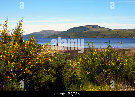 Vista del Loch Fyne da a Strachur Bay, Nr Inveraray Argyll. La Scozia. Con la scopa e ginestre in fiore Foto Stock