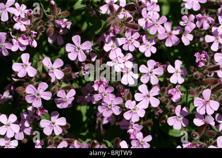 Rock Soapwort, Saponaria ocymoides, Caryophyllaceae, Europa Foto Stock