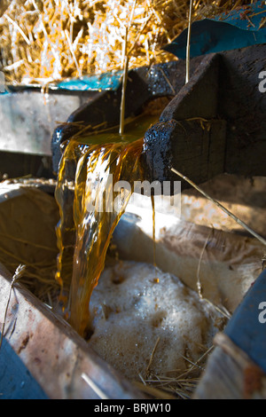 Il succo di mela che fluisce dalla stampa come viene applicata la pressione. Pennard Sidro, Avalon Frutteto, Pennard Ovest, Somerset, Inghilterra. Foto Stock