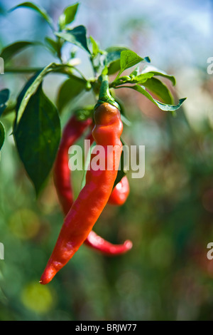 Chilis essendo cresciuto in un polytunnel, Thornbury, Gloucestershire, Inghilterra Foto Stock