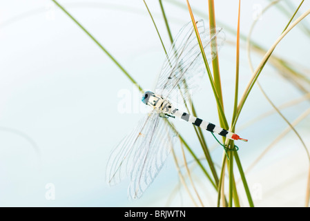 Libellula artificiale su erba alta Foto Stock