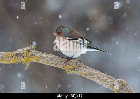 (Comune) (fringuello Fringilla coelebs) in inverno appollaiato su un ramo in tempesta di neve Foto Stock