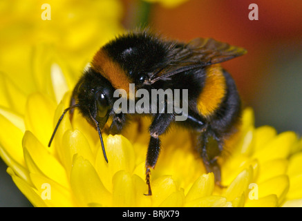 Questo è il giardino Bumble Bee (Bombus hortorum) raccogliendo il nettare al mattino presto sunshine Foto Stock