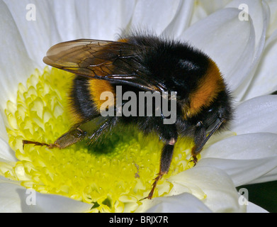 Questo è il giardino Bumble Bee (Bombus hortorum) raccogliendo il nettare al mattino presto sunshine Foto Stock