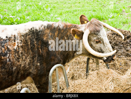 Longhorned mucca in piedi da fieno mangiatoia in una fattoria in un campo di Cheshire England Regno Unito Regno Unito Foto Stock