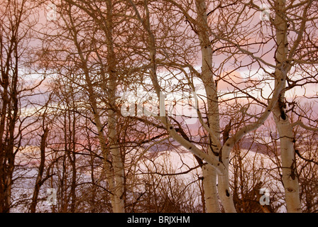 Tramonto in inverno, aspens nella neve con le ombre e la Cordillera, Colorado Foto Stock