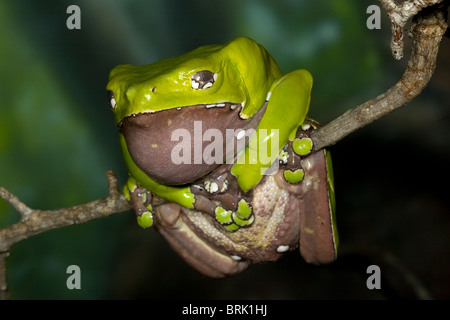 Gigante scimmia cerosa Rana Phyllomedusa bicolor, la foresta pluviale amazzonica Foto Stock