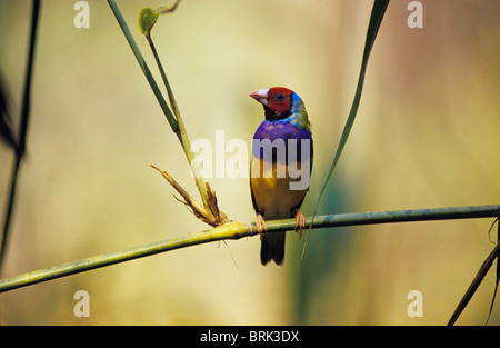 Un colorato in via di estinzione Gouldian Finch sono ' appollaiati su un erba stelo reed. Foto Stock