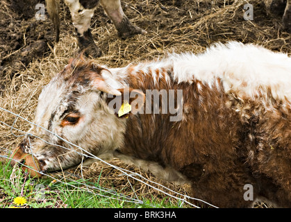 Giovani Longhorned giovenco in piedi da fieno mangiatoia in una fattoria in un campo di Cheshire England Regno Unito Regno Unito Foto Stock