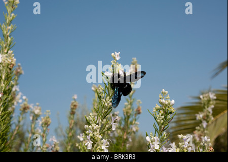 Carpenter bee avanzamento sul rosmarino Foto Stock