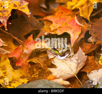 Piccola rana in foglie di autunno in un fiume con la sua testa fa capolino al di sopra della superficie dell'acqua Foto Stock