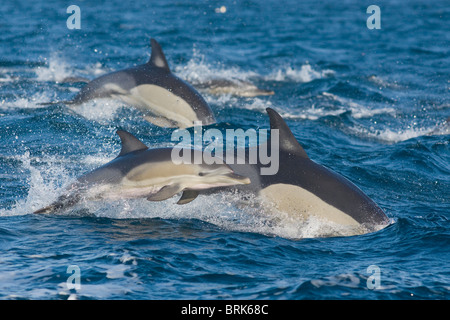 A lungo becco delfino comune jump Foto Stock