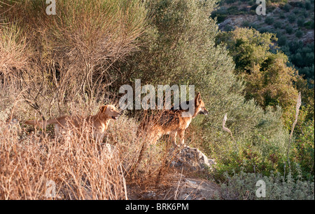 Due cani, un mongrel e pastore tedesco cane Foto Stock