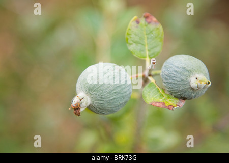 Frutto della feijoa o Acca sollowiana Foto Stock