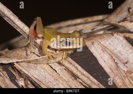 Dark-eared Raganella Polypedates macrotus Foto Stock