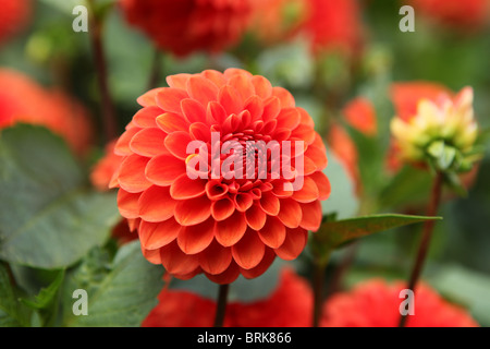 Dahlia (Lismore Robin), rosso e arancio fiori a sfera Foto Stock