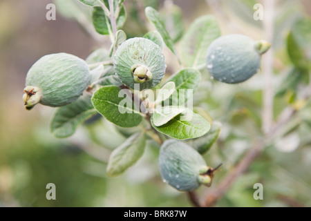 Frutto della feijoa o Acca sollowiana Foto Stock