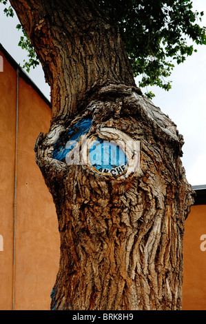 Struttura dispari nella zona della Città Vecchia di Albuquerque NM pioppi neri americani tree Foto Stock