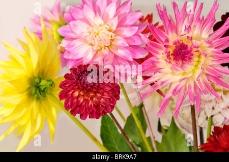 Luminoso e allegro bouquet di dalie fresco. Foto Stock