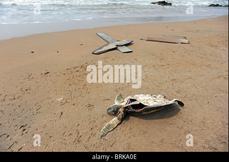 Un morto turtle lavato fino sulla spiaggia Rasa in Buzios dopo il passaggio dell uragano Igor Foto Stock