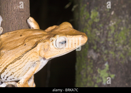 File-eared Raganella Polypedates otilophus Foto Stock