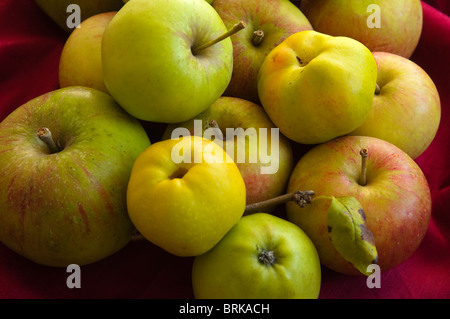 Frutti d'autunno - Mela Cotogna, Bramley mele, Coxes Pippins arancione e verde di piccole dimensioni di mangiare le mele - fresco dal giardino. Regno Unito Foto Stock