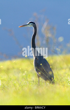 Airone blu (Ardea erodiade) al Lago Casitas in vista di quercia. Foto Stock