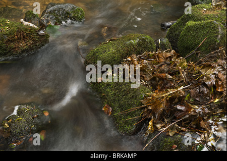 Torrente impetuoso tra moss ricoperta di rocce. Foto di Gordon Scammell Foto Stock