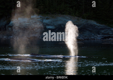 Acqua dal tubo di lancio Humpback Whale soffiando Lynn Canal vicino a Juneau passaggio interno Alaska USA Foto Stock