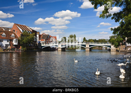 Cigni avanzamento sul Fiume Tamigi a Windsor, Berkshire, Inghilterra Foto Stock