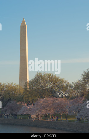 Il Monumento di Washington dietro gli alberi di ciliegio lungo il bacino di marea in Washington, DC. Foto Stock