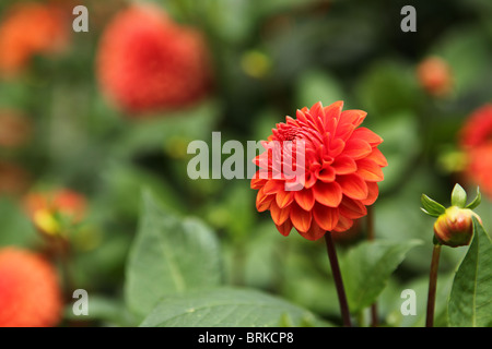 Dahlia (Lismore Robin), rosso e arancio fiori a sfera Foto Stock