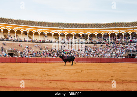 Lo spurgo di Bull in arena in scena a sevilla, Spagna Foto Stock