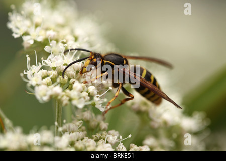 Macro di un comune Wasp (Vespa vulgaris) su fiori bianchi Foto Stock