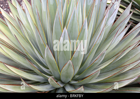 Luce verde aloe cactus pianta che mostra colore azzurro delicato foglie verde scuro con bordi di colore marrone Foto Stock