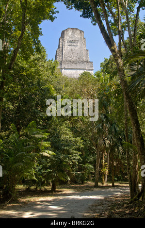 Tempio III che sovrasta la giungla di pre-colombiano sito maya di Tikal El Peten Parco Nazionale, Guatemala Foto Stock