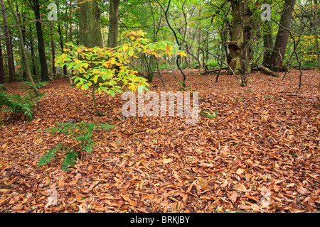 Autunno scena di foglie cadute in una boscosa vallata in Alderley Edge Cheshire Foto Stock